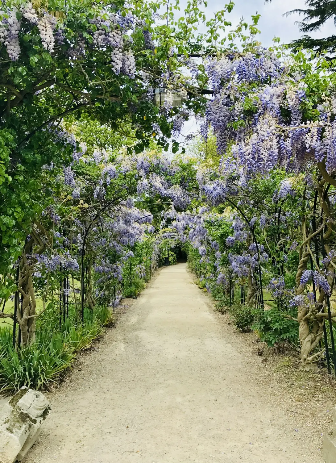 Wisteria-covered garden archway